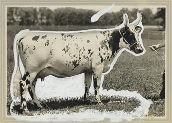 (COWS--FARMING) An udderly charming archive of approximately 70 photographs of prize-winning cows in the U.S. and Canada.